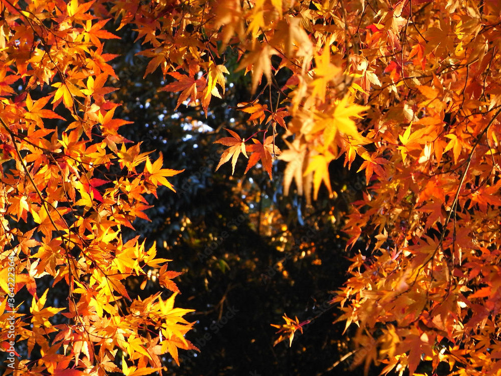 Autumn leaves of Japanese maple
日本のもみじの紅葉 Autumn leaves of Japanese maple
日本のもみじの紅葉