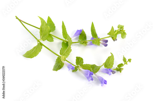 Scutellaria galericulata, the common skullcap, marsh skullcap or hooded skullcap. Isolated