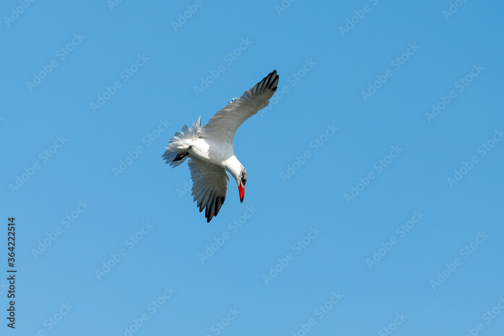 Obraz premium Caspian Tern in New Zealand
