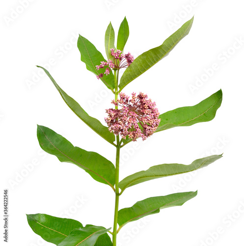 Asclepias syriaca, commonly called common milkweed, butterfly flower, silkweed, silky swallow-wort. Isolated on white