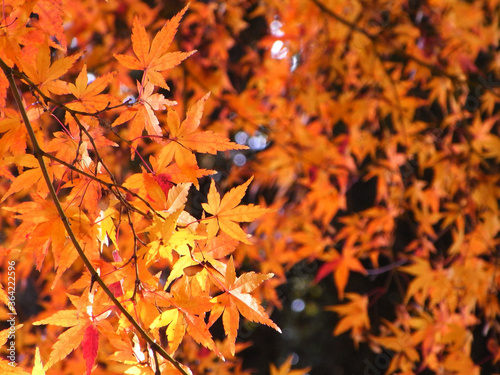 Autumn leaves of Japanese maple                            