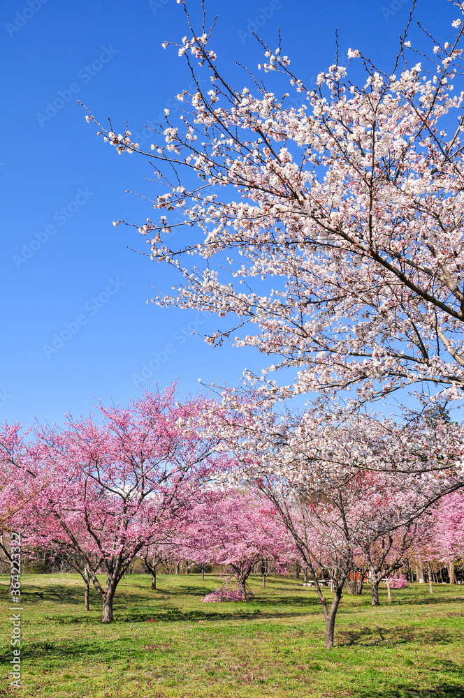 満開の桜 Japanese spring beautiful cherry blossoms 満開の桜 Japanese spring beautiful cherry blossoms