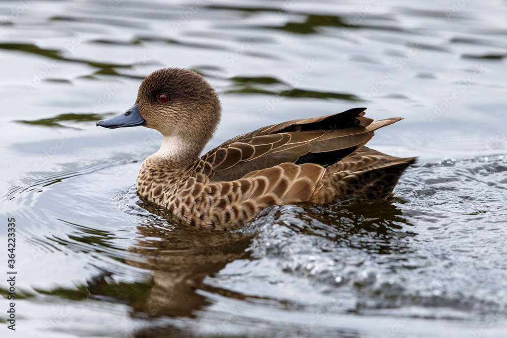 Grey Teal duck found across Australasia Grey Teal duck found across Australasia