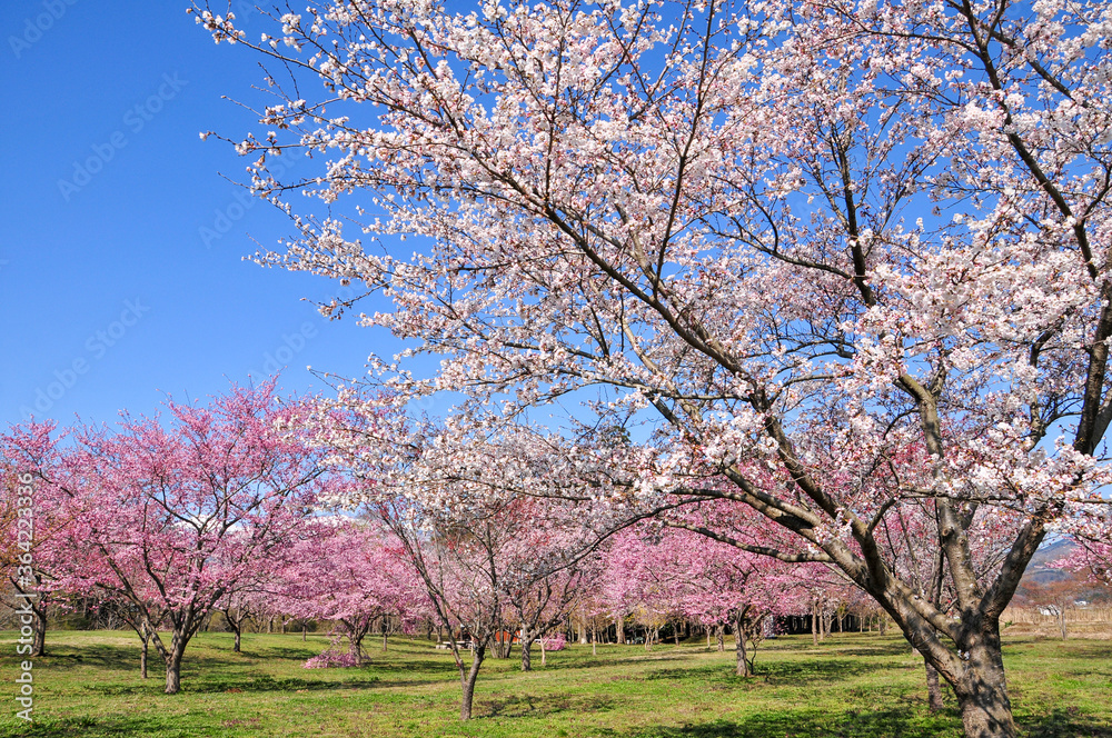 満開の桜 Japanese spring beautiful cherry blossoms 満開の桜 Japanese spring beautiful cherry blossoms