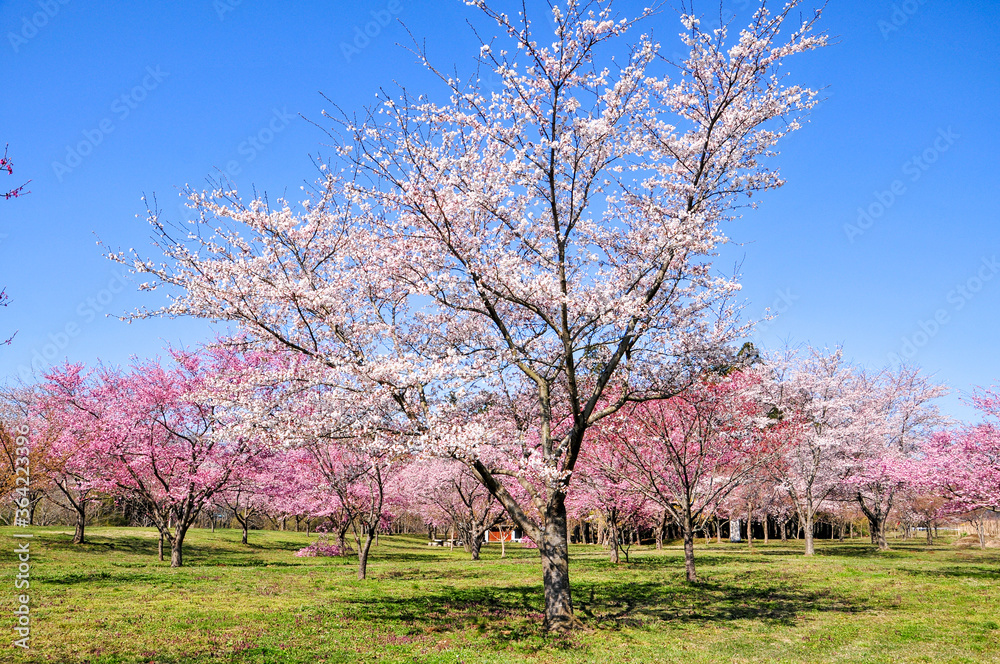 満開の桜 Japanese spring beautiful cherry blossoms 満開の桜 Japanese spring beautiful cherry blossoms