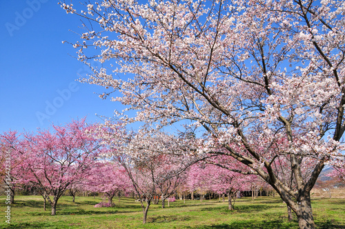                Japanese spring beautiful cherry blossoms