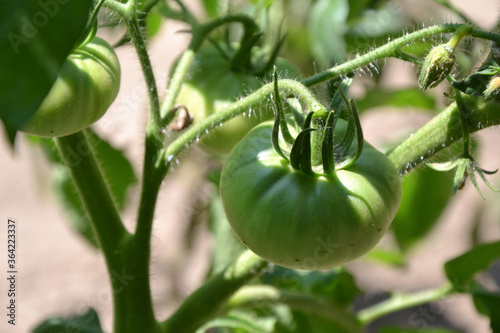 Green tomatoes. Fresh organic tomato in countryside garden. Organic vegetables. Ecologically clean agriculture in the village. Salad ingredients.