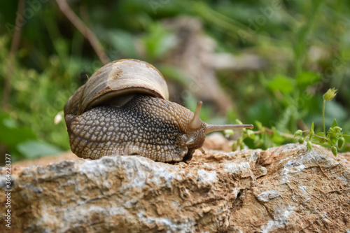 Big snail in shell crawling wet country road. Burgundy snail Helix pomatia , Burgundy edible snail or escargot photo