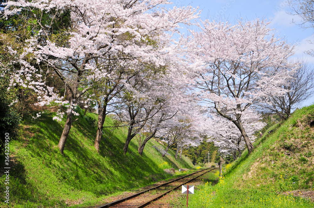 いすみ鉄道の桜と菜の花 Cherry blossoms and rape blossoms blooming in spring in Japan いすみ鉄道の桜と菜の花 Cherry blossoms and rape blossoms blooming in spring in Japan
