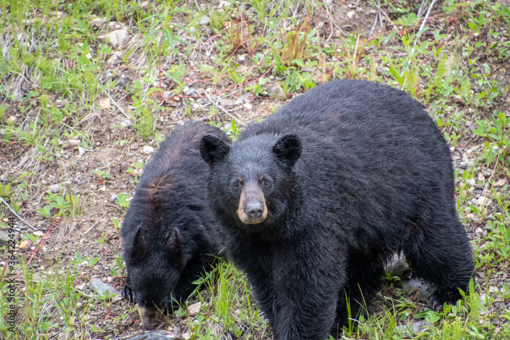 A closeup of blackbears by the roadside. Banff National park AB Canada
A closeup of blackbears by the roadside. Banff National park AB Canada