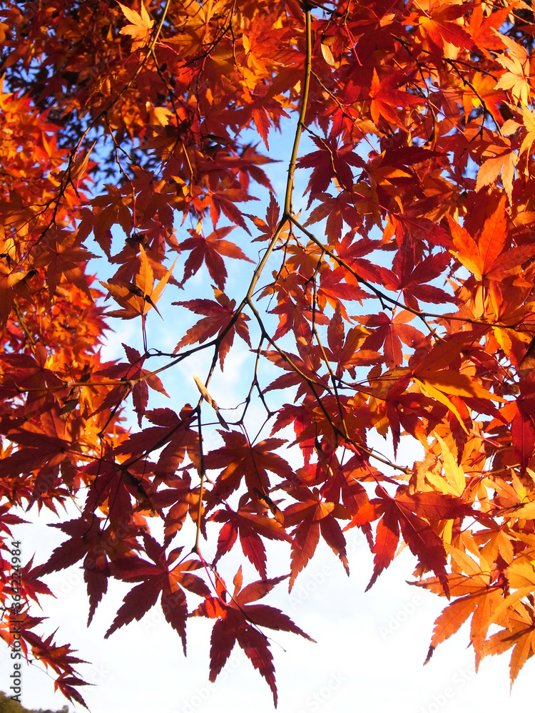 Autumn leaves and blue sky of Japanese maple
日本のもみじの紅葉と青空 Autumn leaves and blue sky of Japanese maple
日本のもみじの紅葉と青空