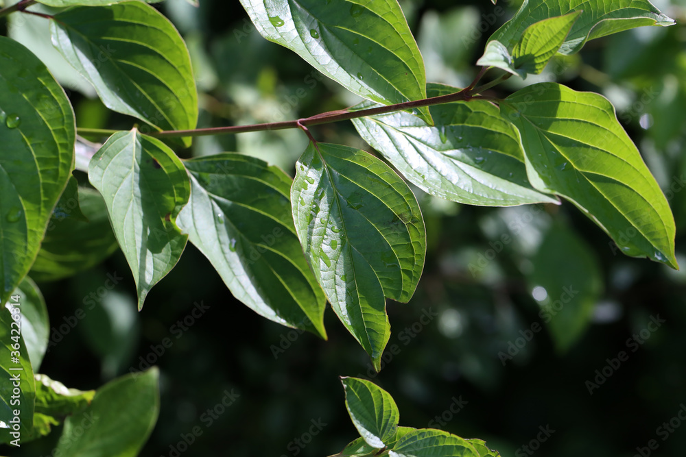Green leaves with drops of moisture after rain Green leaves with drops of moisture after rain