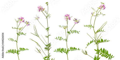 Securigera varia or Coronilla varia  commonly known as crownvetch or purple crown vetch. Isolated on white background