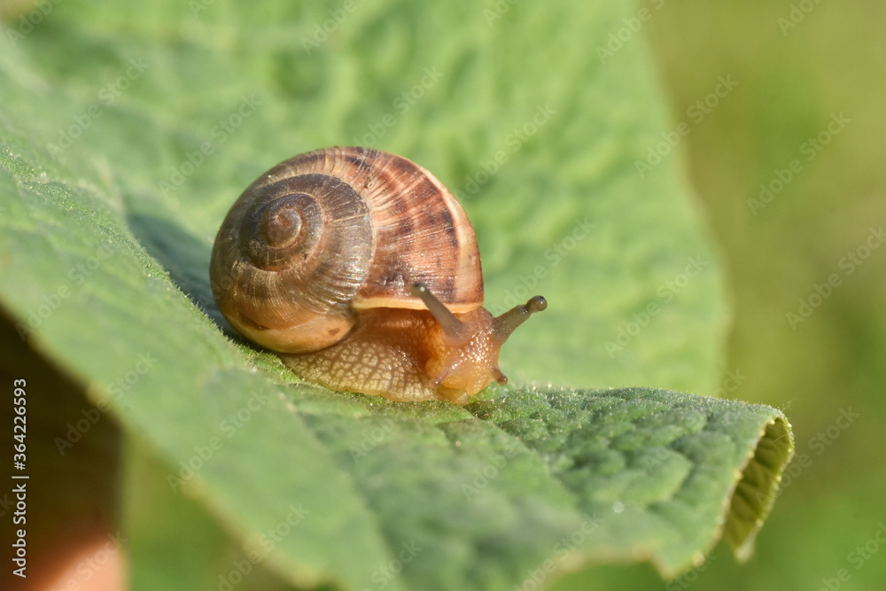 Curious snail in the garden on green leaf. Snail on leaf in garden. Burgundy snail Helix pomatia , Burgundy edible snail or escargot Curious snail in the garden on green leaf. Snail on leaf in garden. Burgundy snail Helix pomatia , Burgundy edible snail or escargot