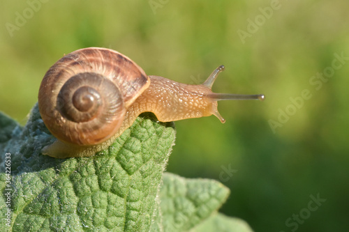 Curious snail in the garden on green leaf. Snail on leaf in garden. Burgundy snail Helix pomatia , Burgundy edible snail or escargot