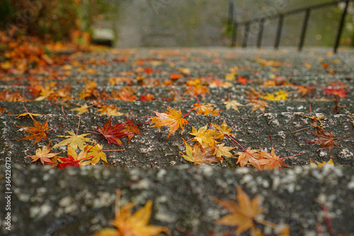 紅葉した落ち葉の階段
