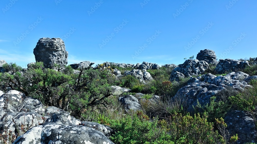 Amazing landscape at the top of Table Mountain, Cape Town. Summer sunny day, blue sky. On a flat surface, ancient gray boulders with rounded shapes. Between the stones are overgrown bushes, fynbos.