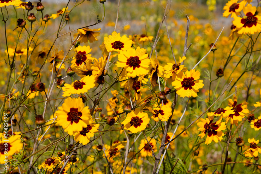 field of yellow flowers field of yellow flowers