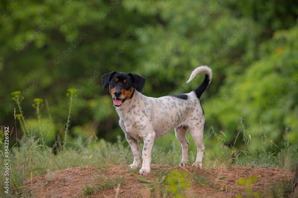 
dog in the grass for a walk