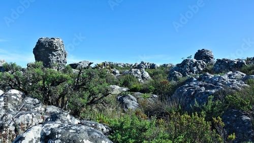 Amazing landscape at the top of Table Mountain, Cape Town. Summer sunny day, blue sky. On a flat surface, ancient gray boulders with rounded shapes. Between the stones are overgrown bushes, fynbos.