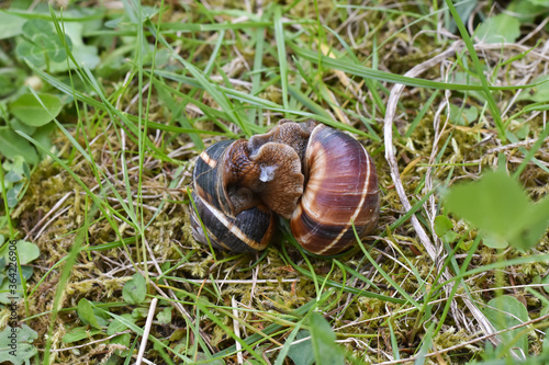Couple of snails mating. Snails in their love dance