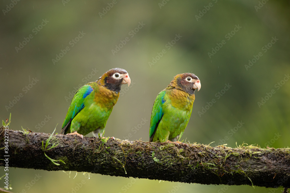 Obraz premium Grauwangenpapagei (Pyrilia haematotis) in Costa Rica