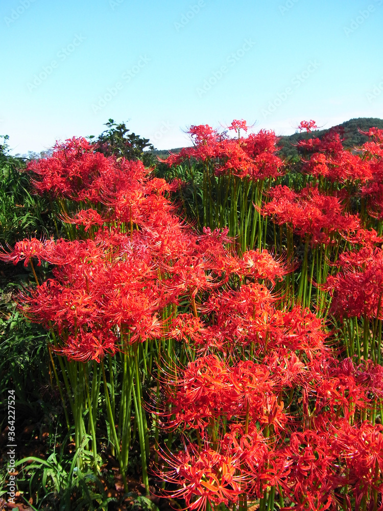 Cluster amaryllis in Japan
日本の彼岸花 Cluster amaryllis in Japan
日本の彼岸花