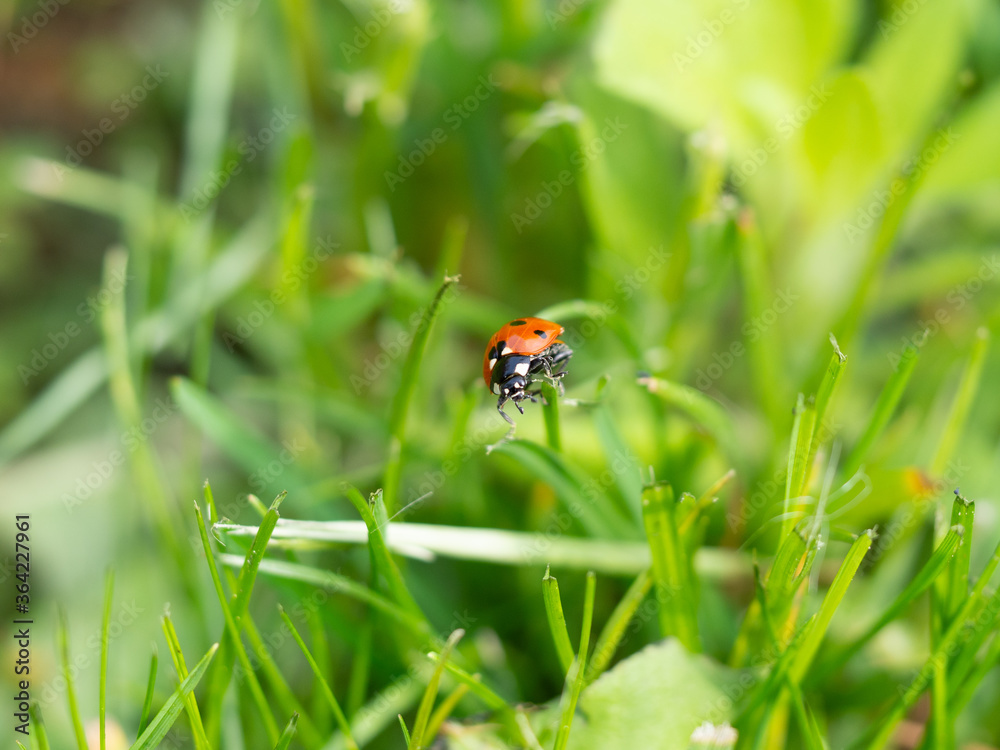 Ladybug on green grass Ladybug on green grass