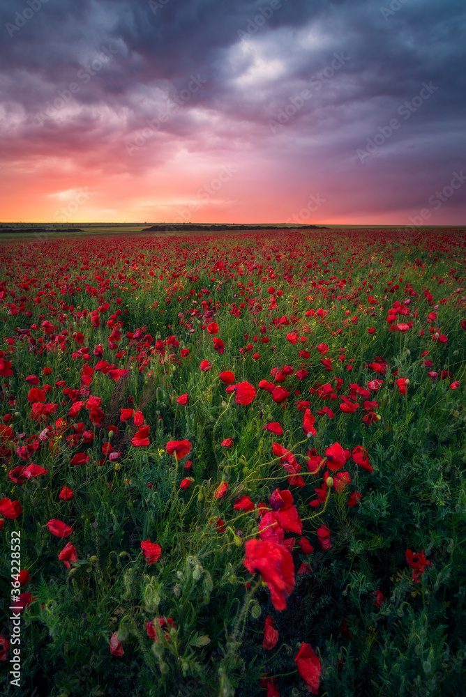 Gorgeous sunrise sunset during storm in a poppy field