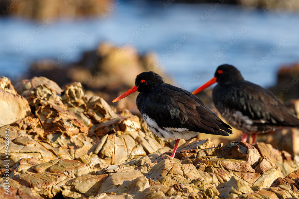 Variable Oystercatcher in New Zealand Variable Oystercatcher in New Zealand