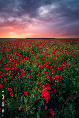 Gorgeous sunrise sunset during storm in a poppy field