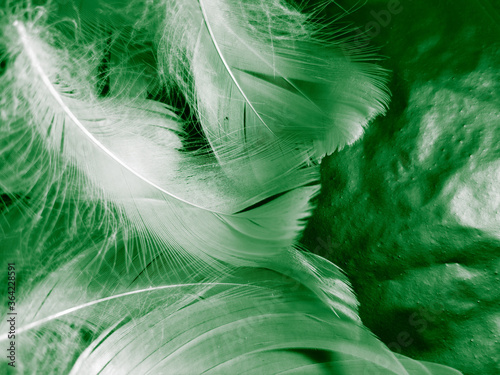 Beautiful abstract white and green feathers on black background and soft white feather texture on white pattern and green background  feather background  green banners