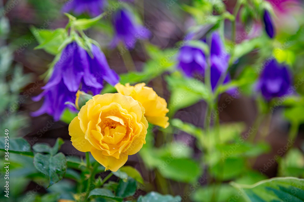 Bright summer flower bloomed in a botanical greenhouse Bright summer flower bloomed in a botanical greenhouse