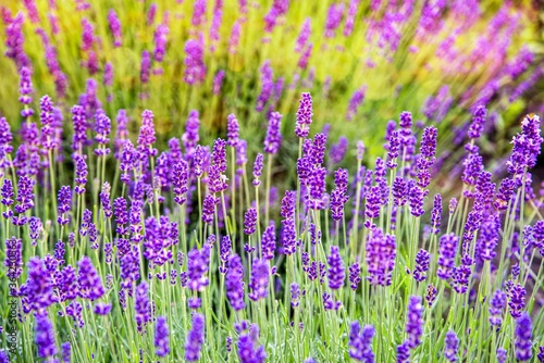 Flowers in the lavender fields . purple flowers in the garden