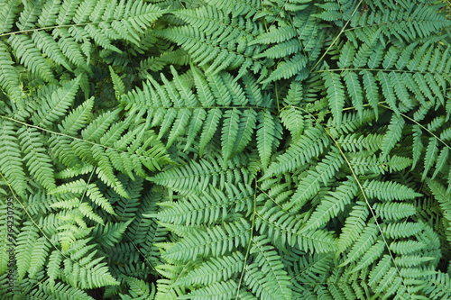Green fresh fern leaf background.