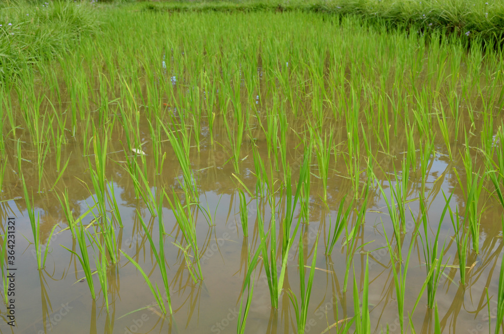 green paddy plant seedlings in the water field. green paddy plant seedlings in the water field.
