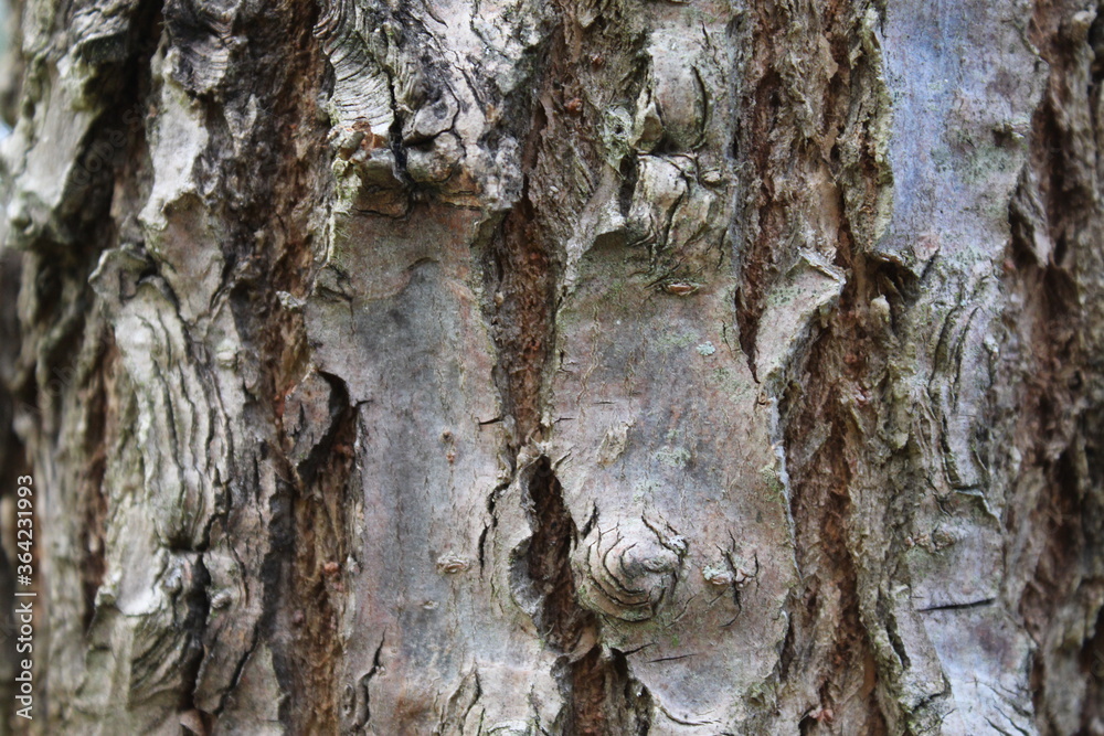 Textura de un tronco de pino 
