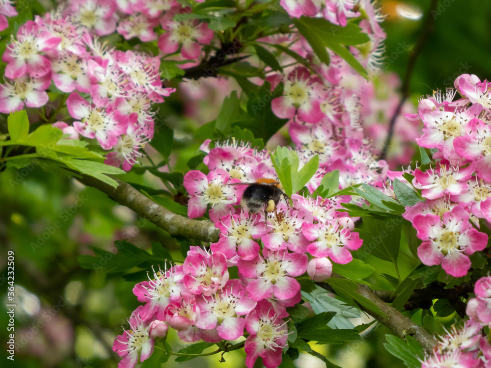 bee collecting pollen from hawthorn bee collecting pollen from hawthorn
