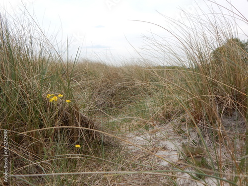 grass on the beach