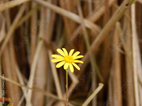 yellow dandelion flower photo