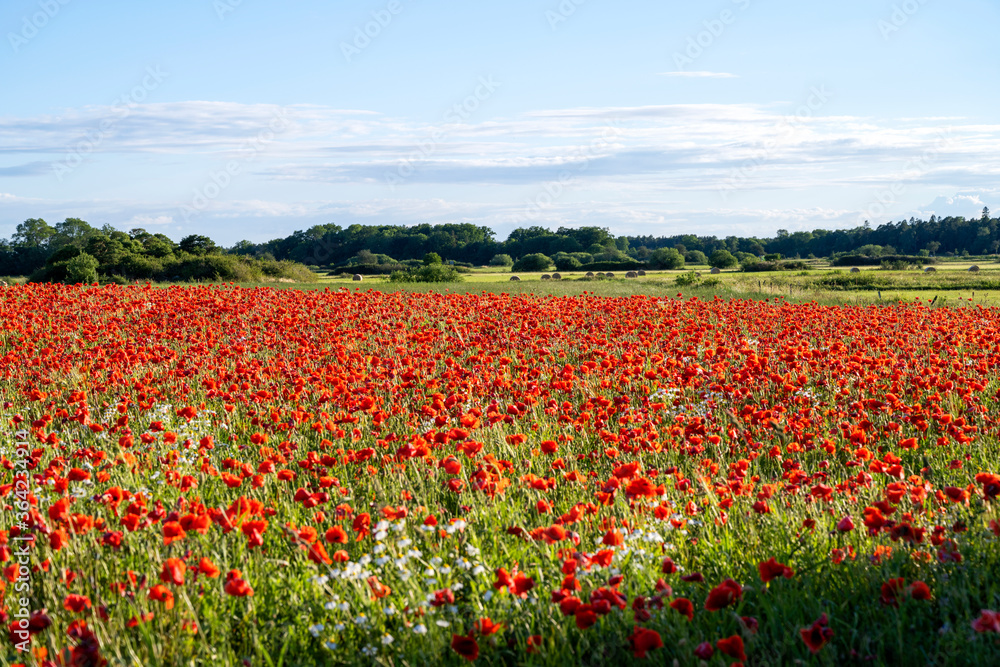 Poppy flowers taking over farming field on the island of Gotland in Sweden.