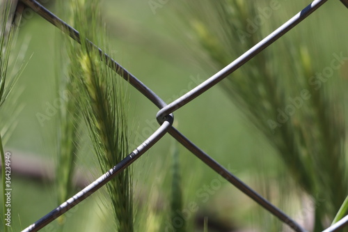 Hordeum murinum in front of garden fence photo