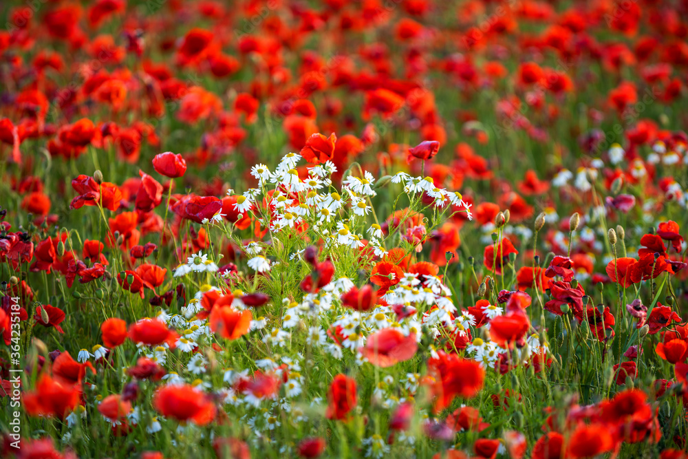 Poppy flowers taking over farming field on the island of Gotland in Sweden.
