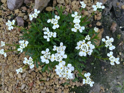 a beautiful low dense flowering Bush of Iberis sempervirens Masterpiece with white flowers on stems.spring flowering low Alpine plant of on Czech stone hill with fine yellow chamotte fireclay gravel