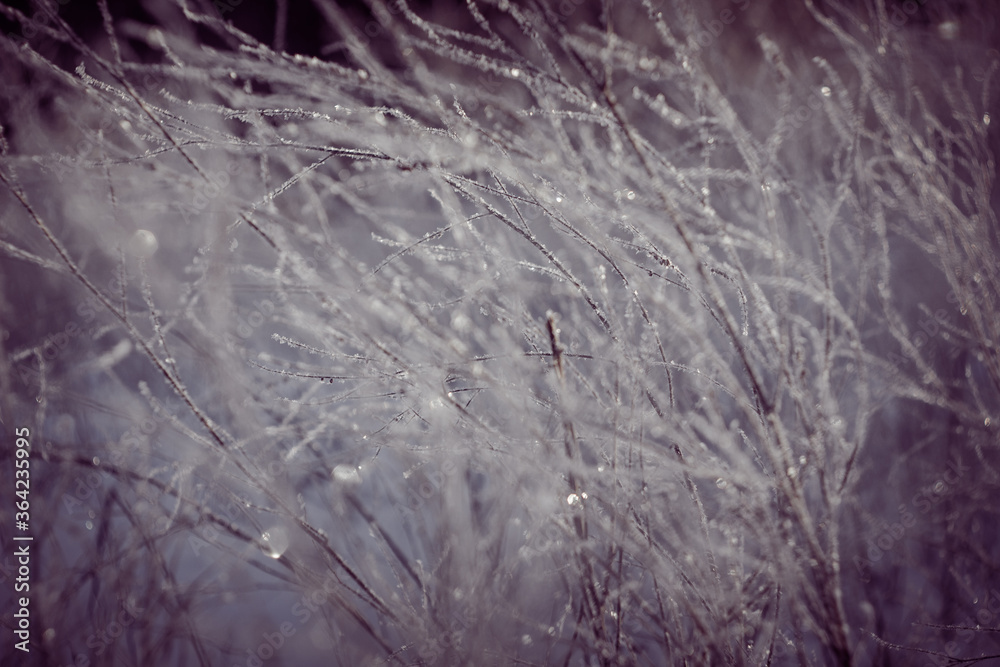 Fototapeta premium Winter wildlife