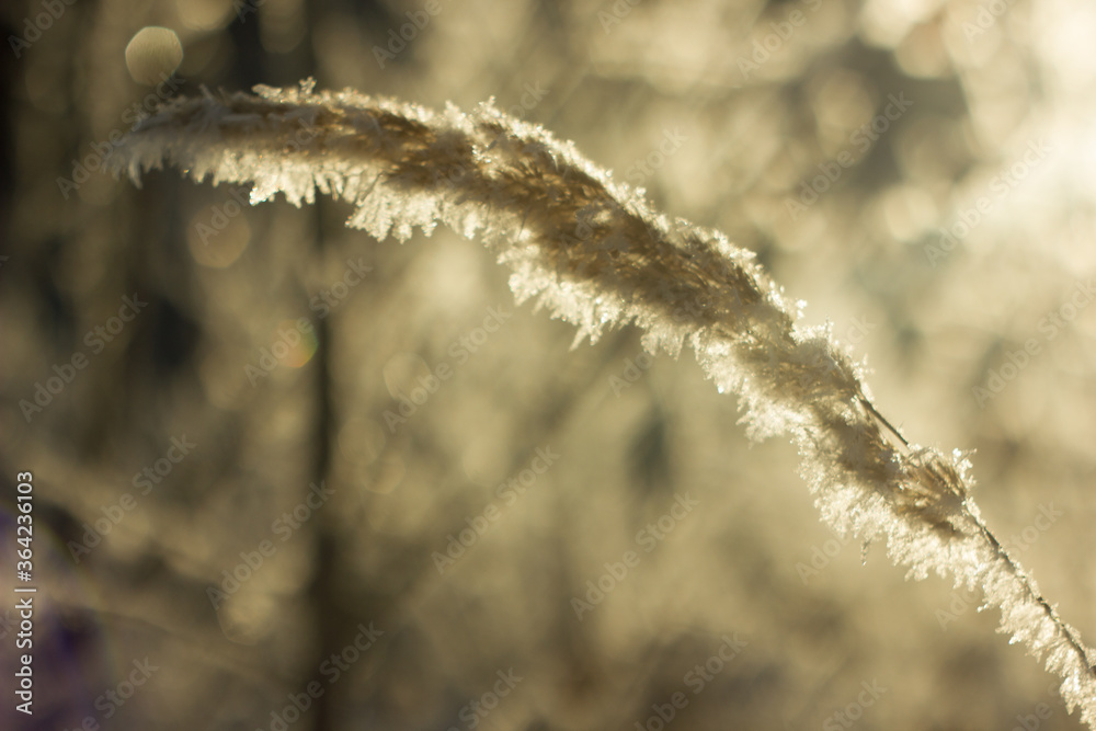 Naklejka premium Winter wildlife