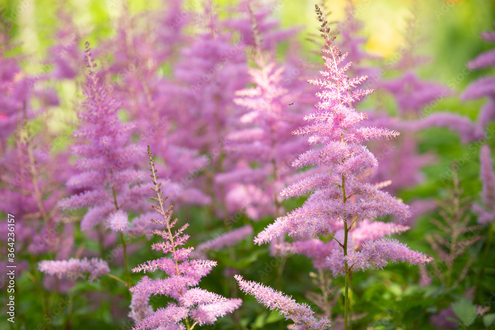 Obraz premium beautiful pink flowers in the park on a summer day