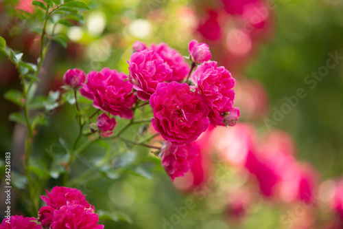 small red roses in the garden on a sunny summer day