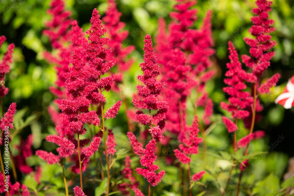 beautiful red flowers on a sunny summer day beautiful red flowers on a sunny summer day