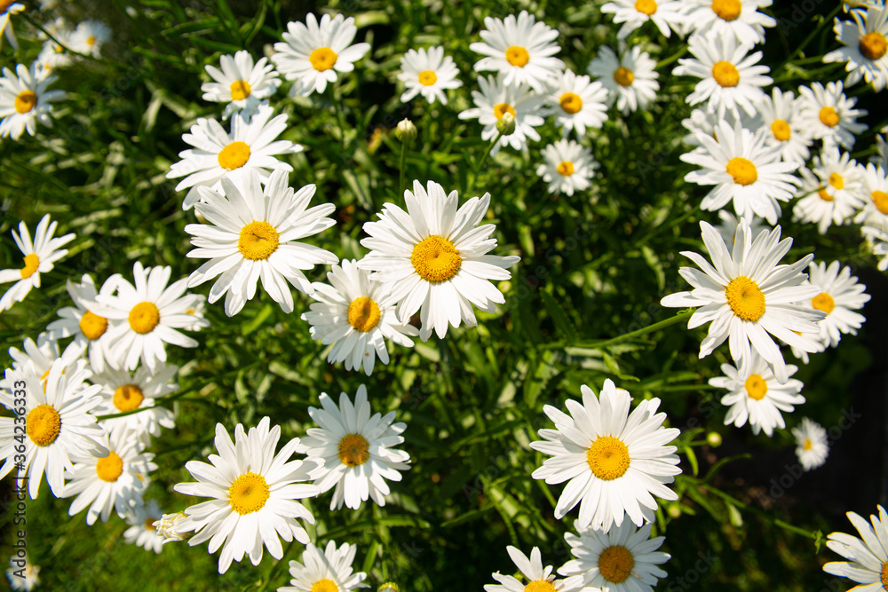 daisies on a sunny summer day, beautiful flowers daisies on a sunny summer day, beautiful flowers